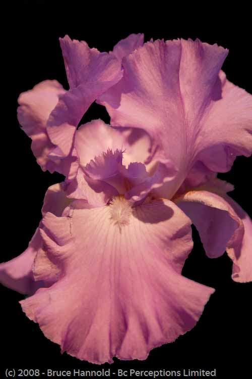 LAVENDER IRIS